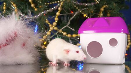 white rat, Symbol of the New Year 2020. metal rat and her house on the background of the Christmas treeの写真素材