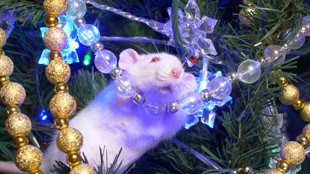 white rat, Christmas animal 2020. sits on a Christmas tree among gold and multi-colored garlandsの写真素材