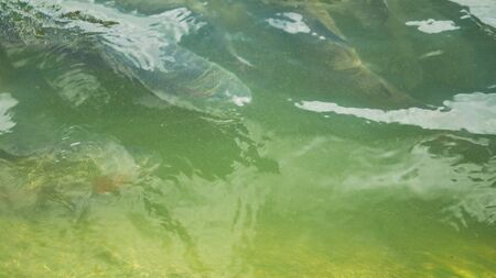 Rainbow trout. A group of fish are swimming in the water.の写真素材