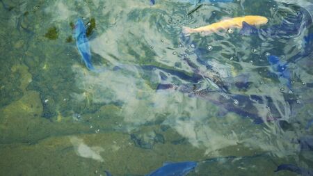 multi-colored, artificially bred trout, white, blue in a pond on a trout farm.
