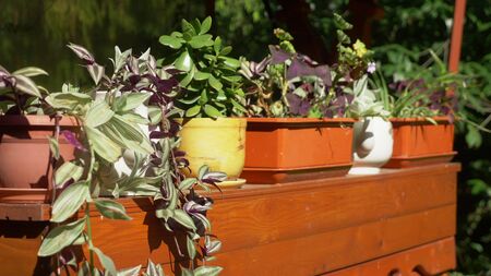 potted plants in the garden on a summer sunny day.