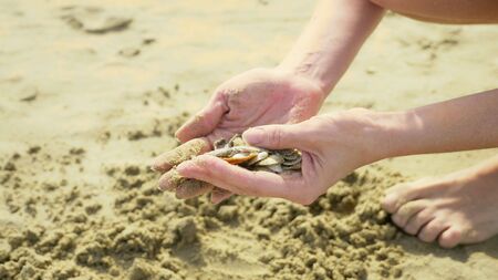 many small shells in female hands on the background of the sea.