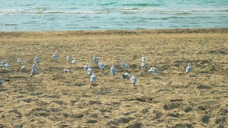 a flock of seagulls sits on a song beach by the sea.