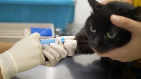 doctor puts a cat dropper in a paw in a veterinary clinic.の写真素材