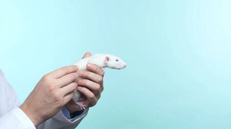 the hands of a man in a white robe holding a white rat. closeup. blue backgroundの写真素材