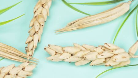 dry spikelets on a blue background. fashion color backgroundの写真素材