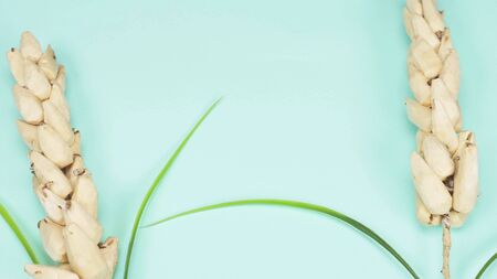 dry spikelets on a blue background. fashion color backgroundの写真素材