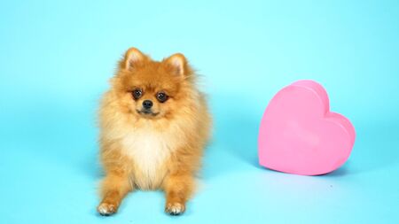 cute red spitz with heart shaped gift box on blue background.の写真素材