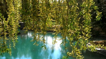 branches of the weeping willow over the water. the reflection in the water.