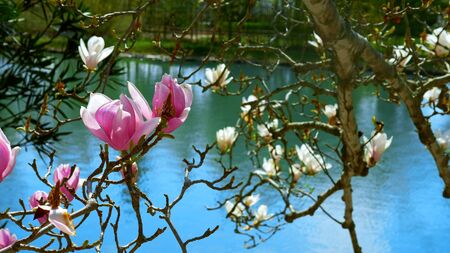 beautiful flowers of pink and white magnolias at the pond. natural backdrop.の写真素材