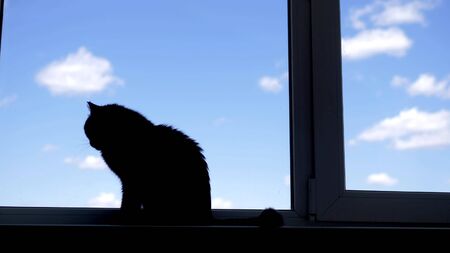 silhouette. black cat sitting on the windowsill on the background of blue skyの写真素材