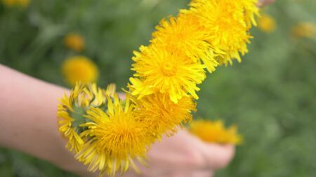 closeup. female hands weave a wreath of yellow dandelions