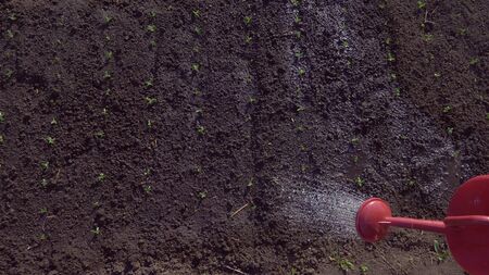 closeup. watering from a watering can in the garden soil with pea sproutsの写真素材