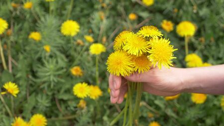 closeup. female hands tear dandelions on the field and collect in a bouquetの写真素材