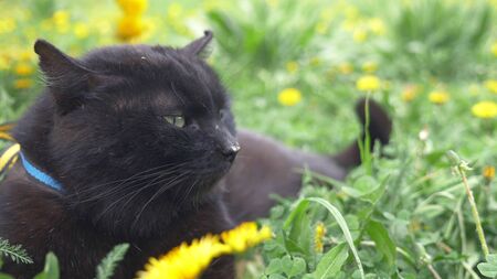 closeup. black cat lying on a green meadow among yellow dandelionsの写真素材