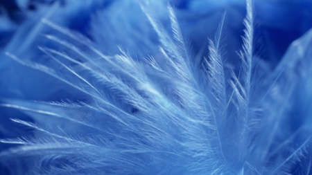super close-up, details. blue fluff in a neckpiece. copy spaceの写真素材
