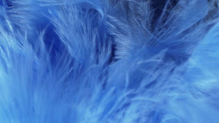 super close-up, details. blue fluff in a neckpiece. copy spaceの写真素材