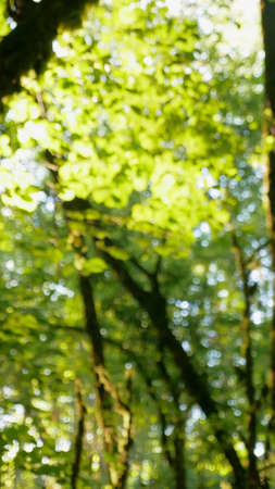 blurred background, rainforest with sunbeams breaking through the foliageの写真素材