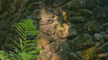 shadow from leaves on an old stone wall in sunlight. natural backgroundの写真素材