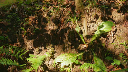 shadow from leaves on an old stone wall in sunlight. natural backgroundの写真素材