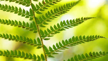 close-up. fern leaf with spores in the forest in the wind