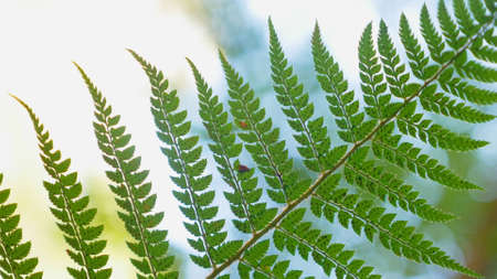 close-up. fern leaf with spores in the forest in the wind
