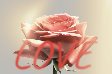Photo of a red rose flower and blurred text LOVE. Stylish poster design. Romantic poster.の写真素材
