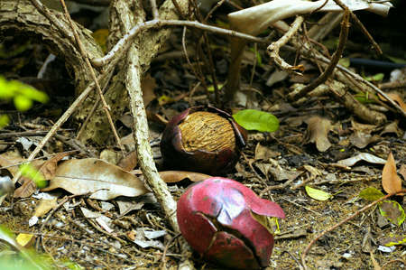 Cerebra odollam' s seed