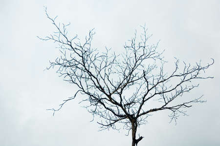 Lonely dying tree with grey skyの写真素材
