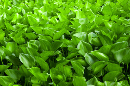 Water Hyacinthの写真素材