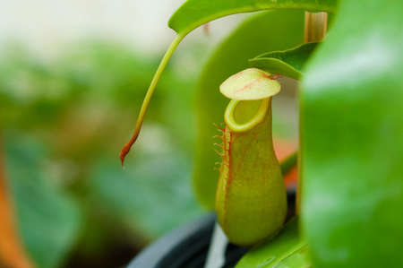 pitcher plantの写真素材