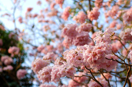 Pink Tecoma