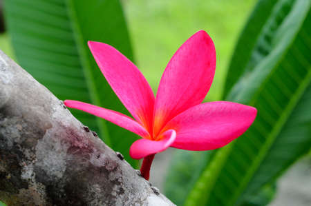 Pink Plumeriaの写真素材