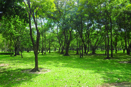 Green garden with sparse treeの写真素材