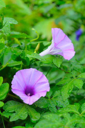 Railroad Creeper flower and its leavesの写真素材