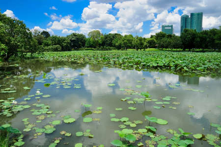 lotus pond and buildings at background