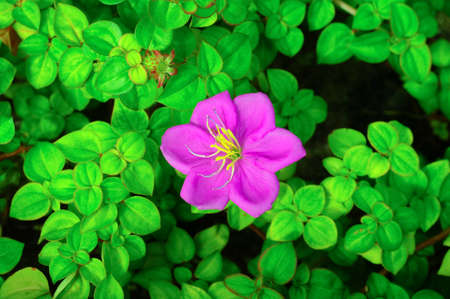 Spanish Shawl flower and its leavesの写真素材