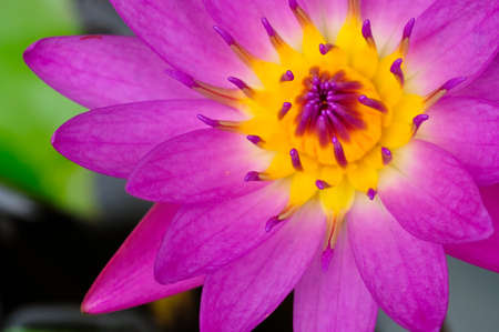 Pink lotusの写真素材