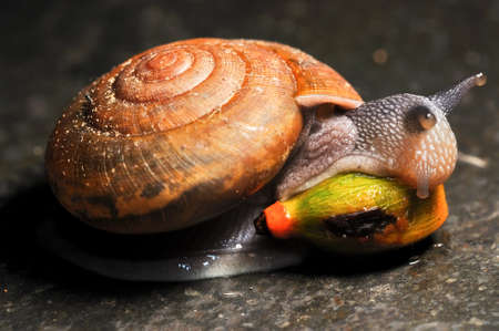 snail eating palm seedの写真素材