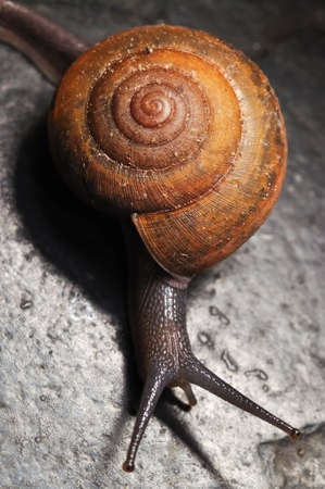snail moving on rough surfaceの写真素材