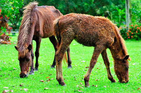 horse trimming grass in farmの写真素材