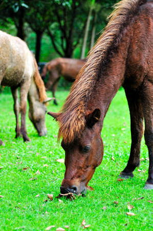horse trimming grass in farmの写真素材