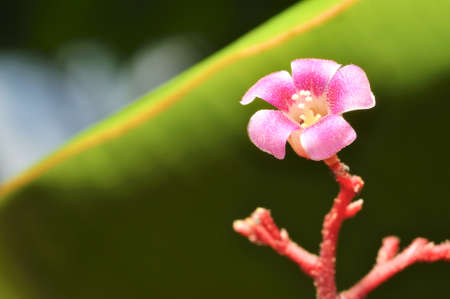 macro on carambola flowerの写真素材