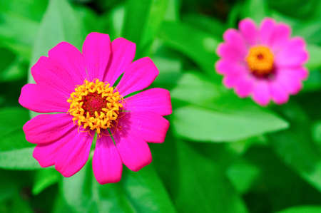 Pink zinnia flowerの写真素材