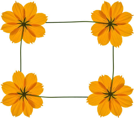 tickseed flower text frame