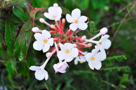 Rare flower of ChiangDao mountain, Thailandの写真素材