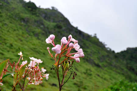 Rare flower of ChiangDao mountain, Thailandの写真素材