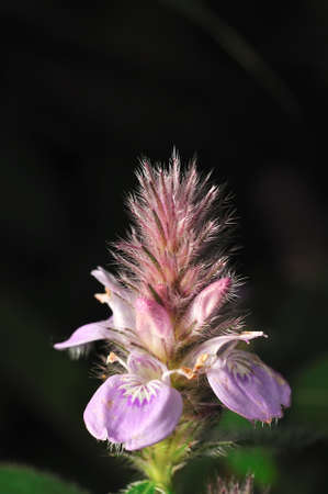 Rare flower of ChiangDao mountain, Thailandの写真素材