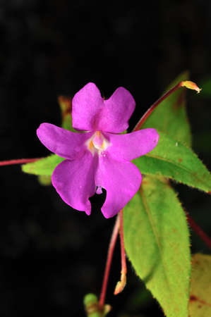 Rare flower of ChiangDao mountain, Thailandの写真素材