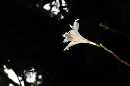 Rare flower of ChiangDao mountain, Thailandの写真素材